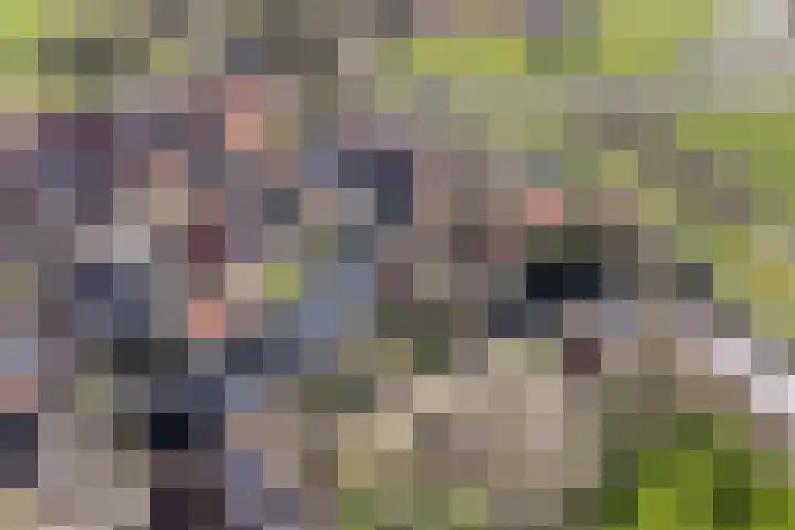 De Kamp 3 Pingjum thumbnail 28