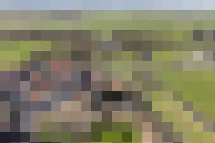 De Kamp 3 Pingjum thumbnail 29