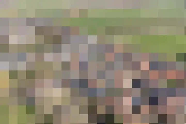 De Kamp 3 Pingjum thumbnail 30