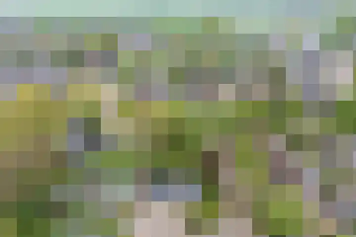 De Kamp 37 Vroomshoop thumbnail 28