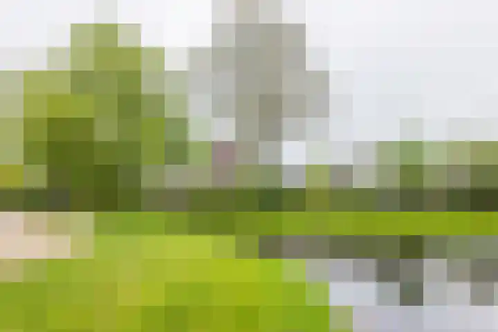 De Kamp 37 Vroomshoop thumbnail 4