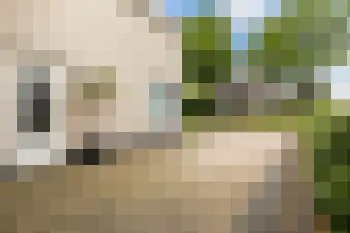 De Kamp 5 Oentsjerk thumbnail 12