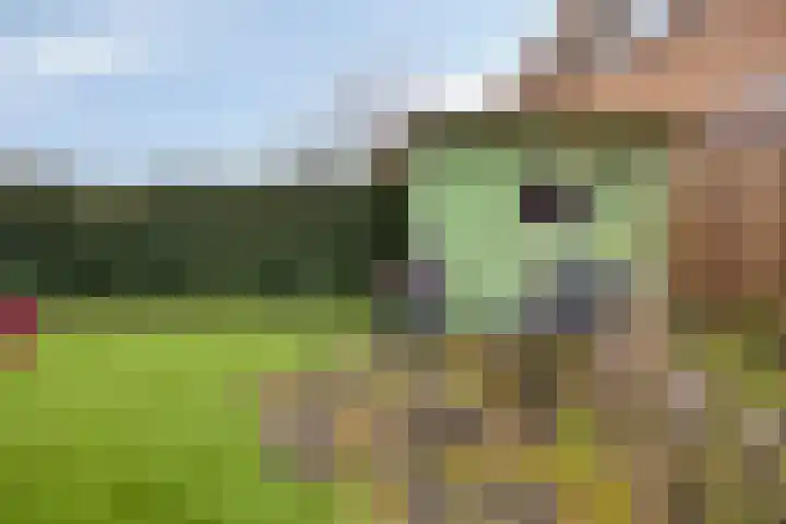 de Kampen 75 Meppel thumbnail 36