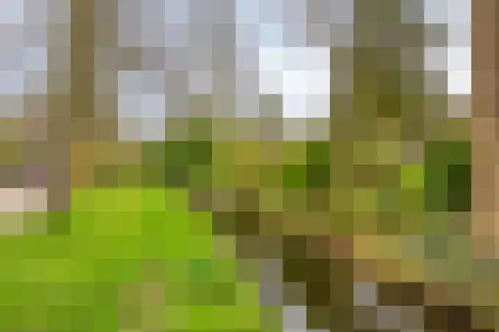 de Kampen 75 Meppel thumbnail 40