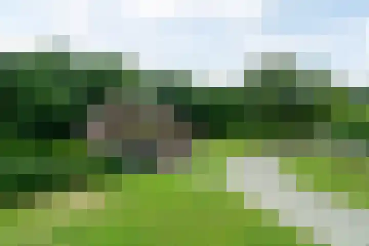 De Kapelle 19 Rinsumageast thumbnail 57