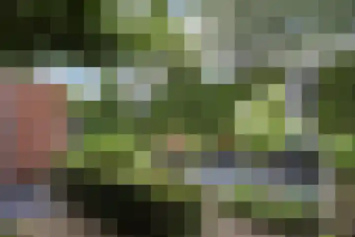 de Karekiet 14 Denekamp thumbnail 29