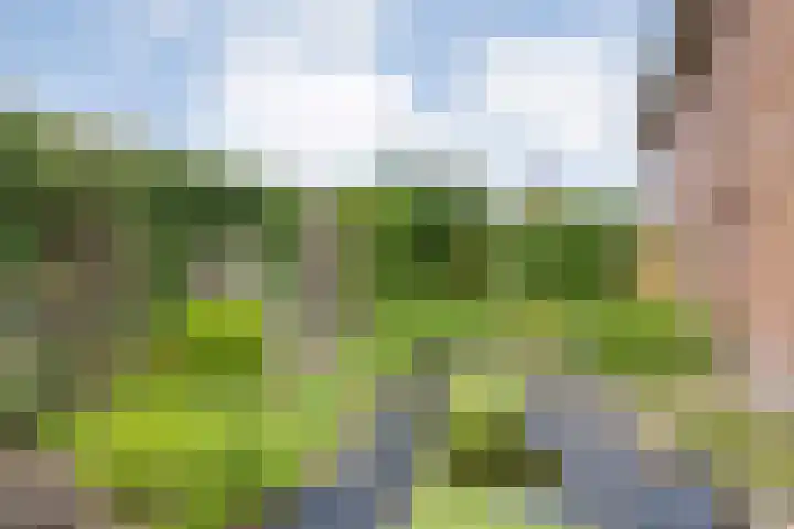 de Karekiet 24 Denekamp thumbnail 24