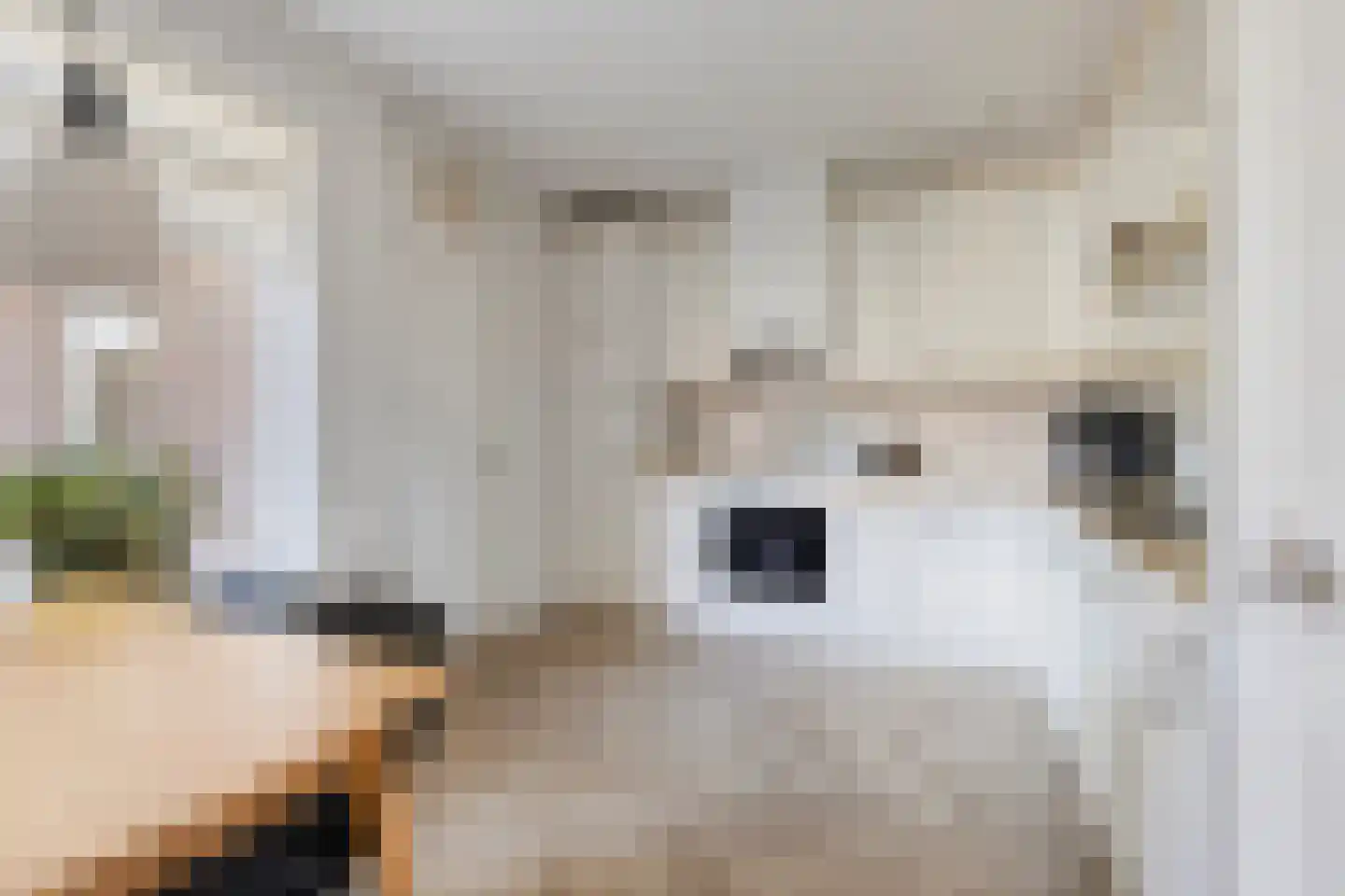 De Karekiet 3 Budel thumbnail 10