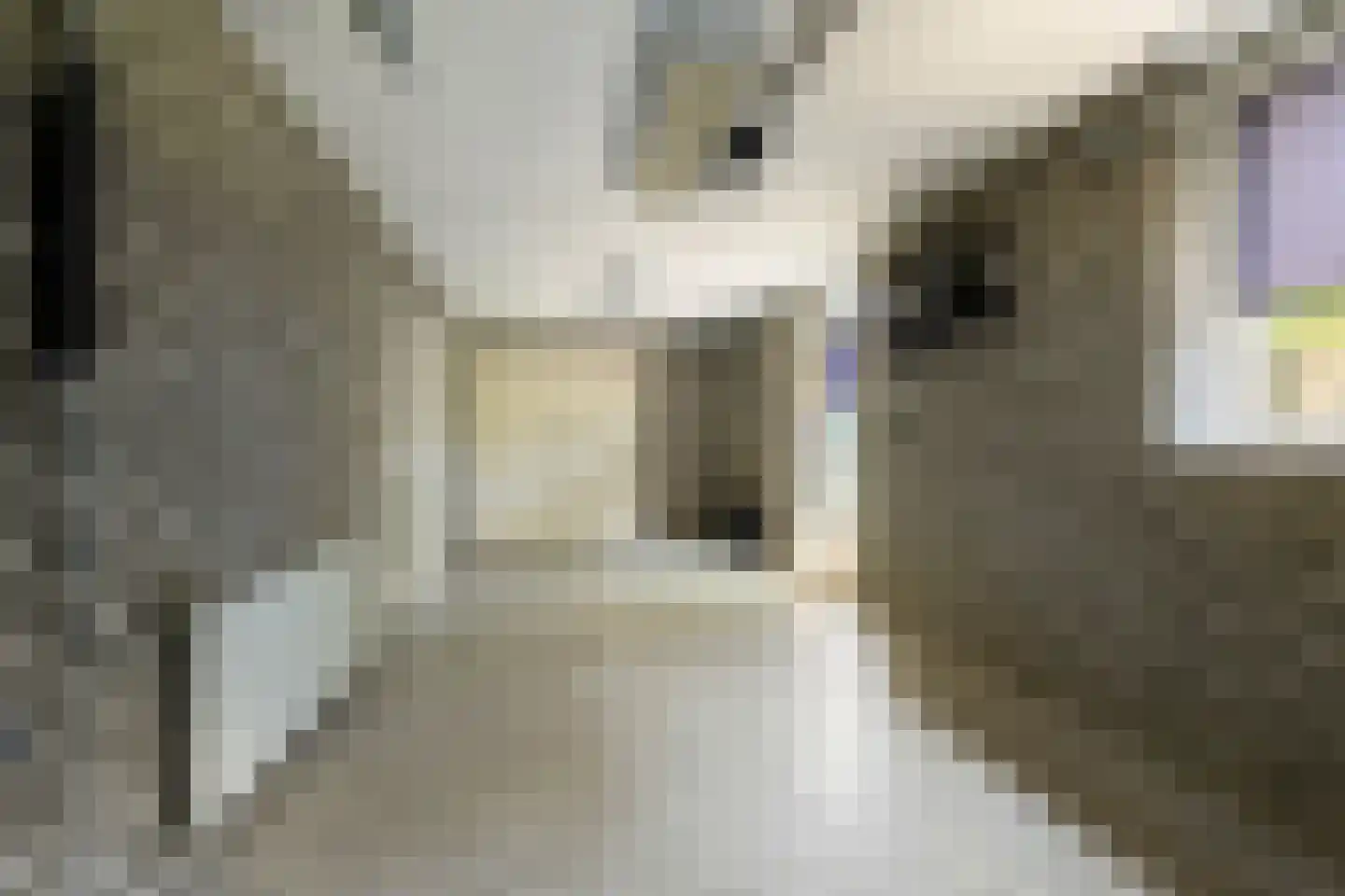 De Karekiet 3 Budel thumbnail 14