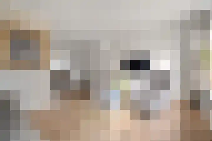 De Karekiet 3 Dedemsvaart thumbnail 11