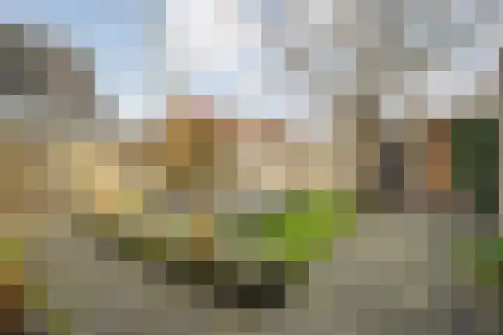 De Karekiet 3 Dedemsvaart thumbnail 36