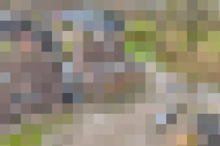 De Karekiet 3 Dedemsvaart thumbnail 4