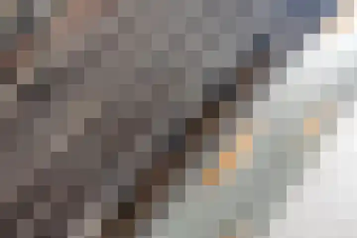 de Karekiet 9 Denekamp thumbnail 12