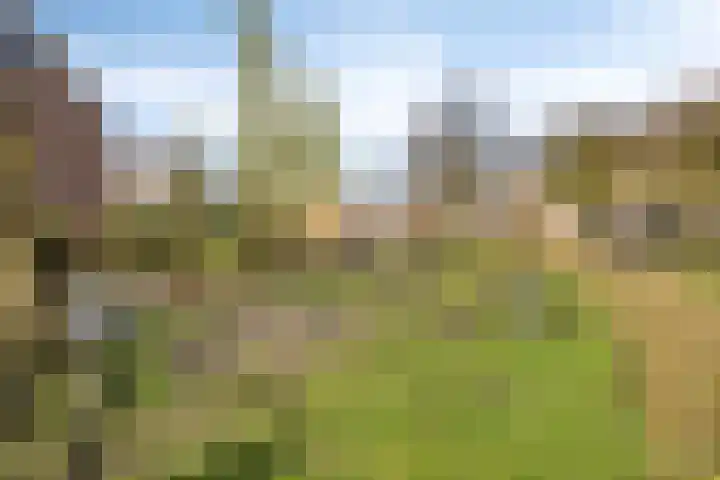 de Karekiet 9 Denekamp thumbnail 45