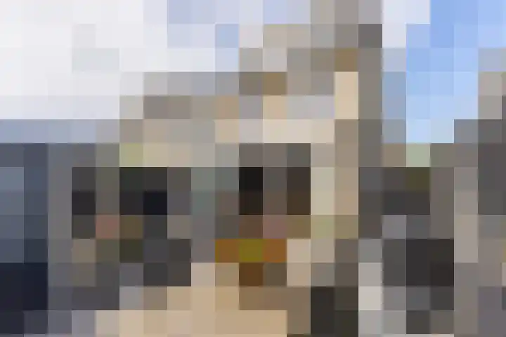 De Karsseboom 5 Wormer thumbnail 14