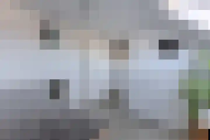 De Karsseboom 5 Wormer thumbnail 31
