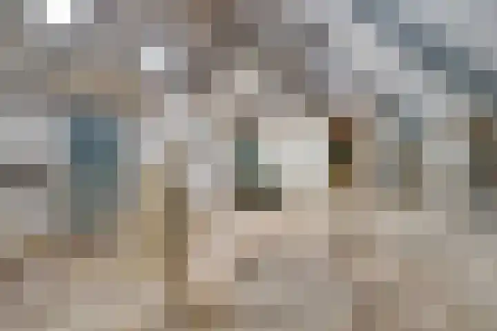 De Kat 28 Westhem thumbnail 40
