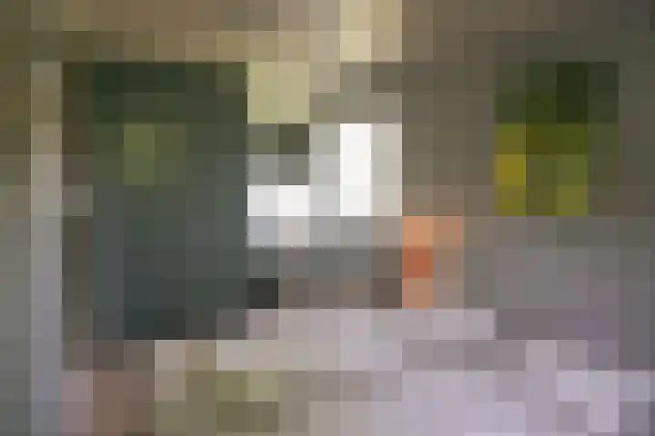 De Keizerskroon 267 Julianadorp thumbnail 9
