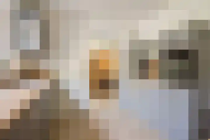 De Kempenaerstraat 2 B Oss thumbnail 4