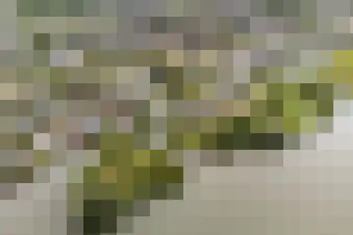 De Keyserplan 17 Zoetermeer thumbnail 68