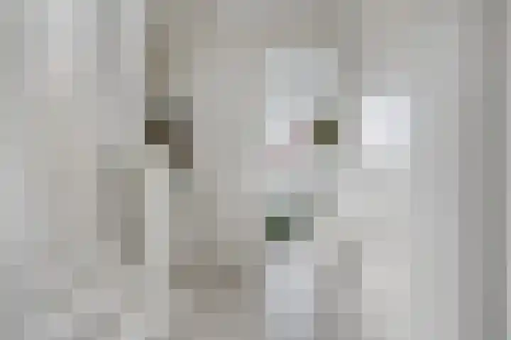 De kiem 2 Oss thumbnail 25