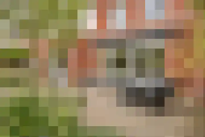 De kiem 2 Oss thumbnail 31