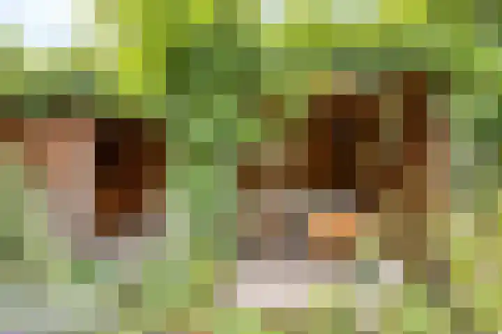 De kiem 2 Oss thumbnail 33