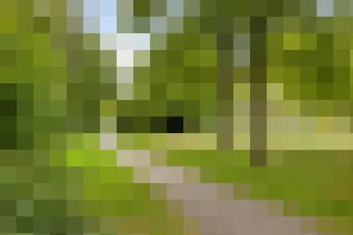 De kiem 2 Oss thumbnail 45