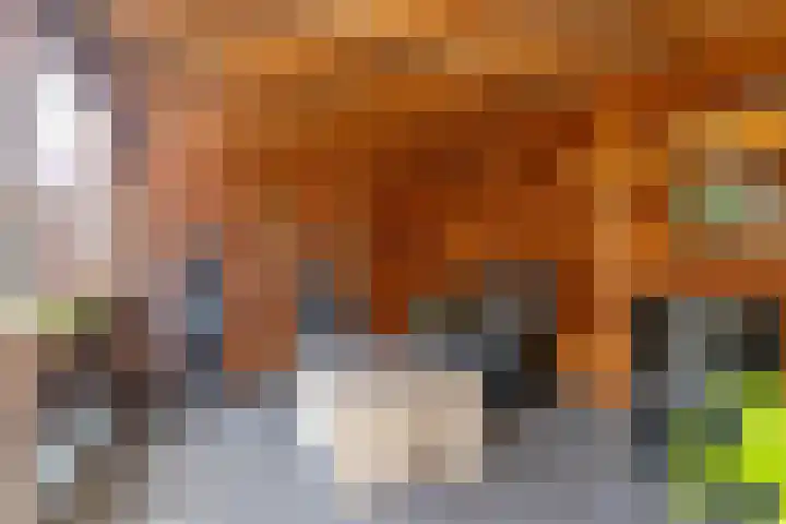 De Kievit 47 Hoogeveen thumbnail 30