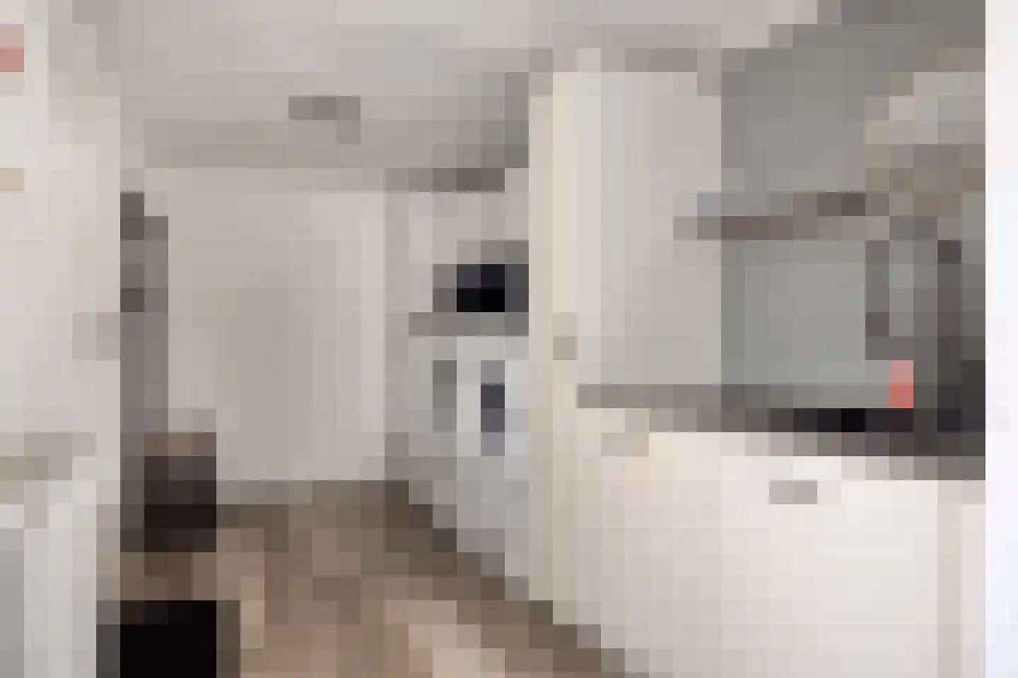 De Klamp 30 Erica thumbnail 7
