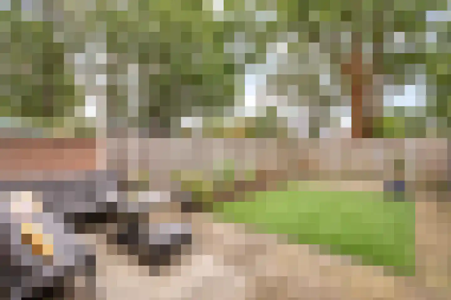 de Klauwier 59 Denekamp thumbnail 22