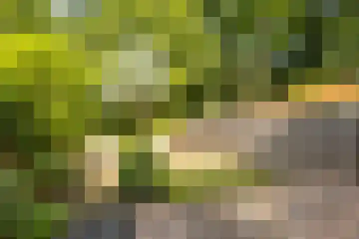 De Kleine Kampen 174 Rhenen thumbnail 28