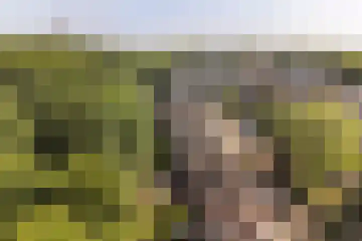 De Kleine Kampen 174 Rhenen thumbnail 33