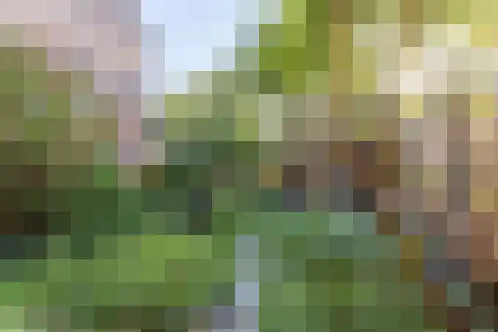 De Klip 50 Koedijk thumbnail 37