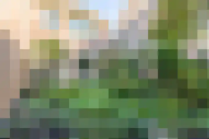 De Klip 50 Koedijk thumbnail 38