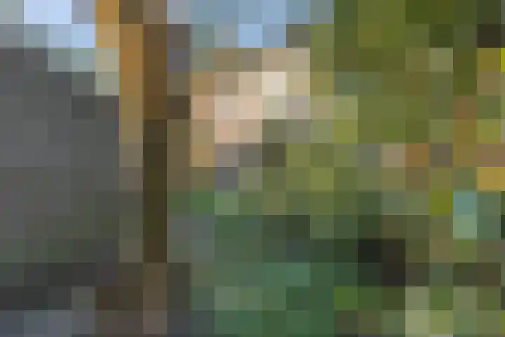 De Klip 50 Koedijk thumbnail 39