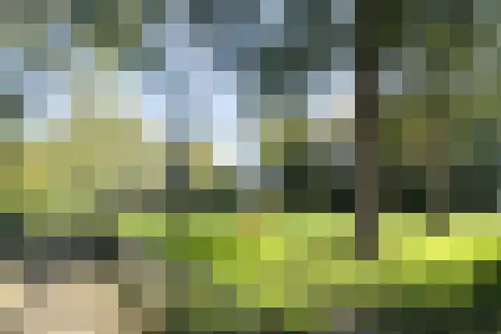 De Klip 50 Koedijk thumbnail 45