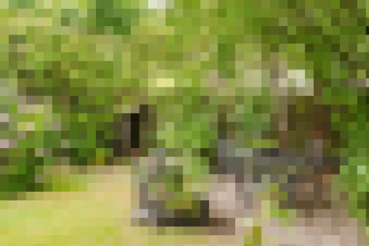 de Knobbe 17 Heino thumbnail 31