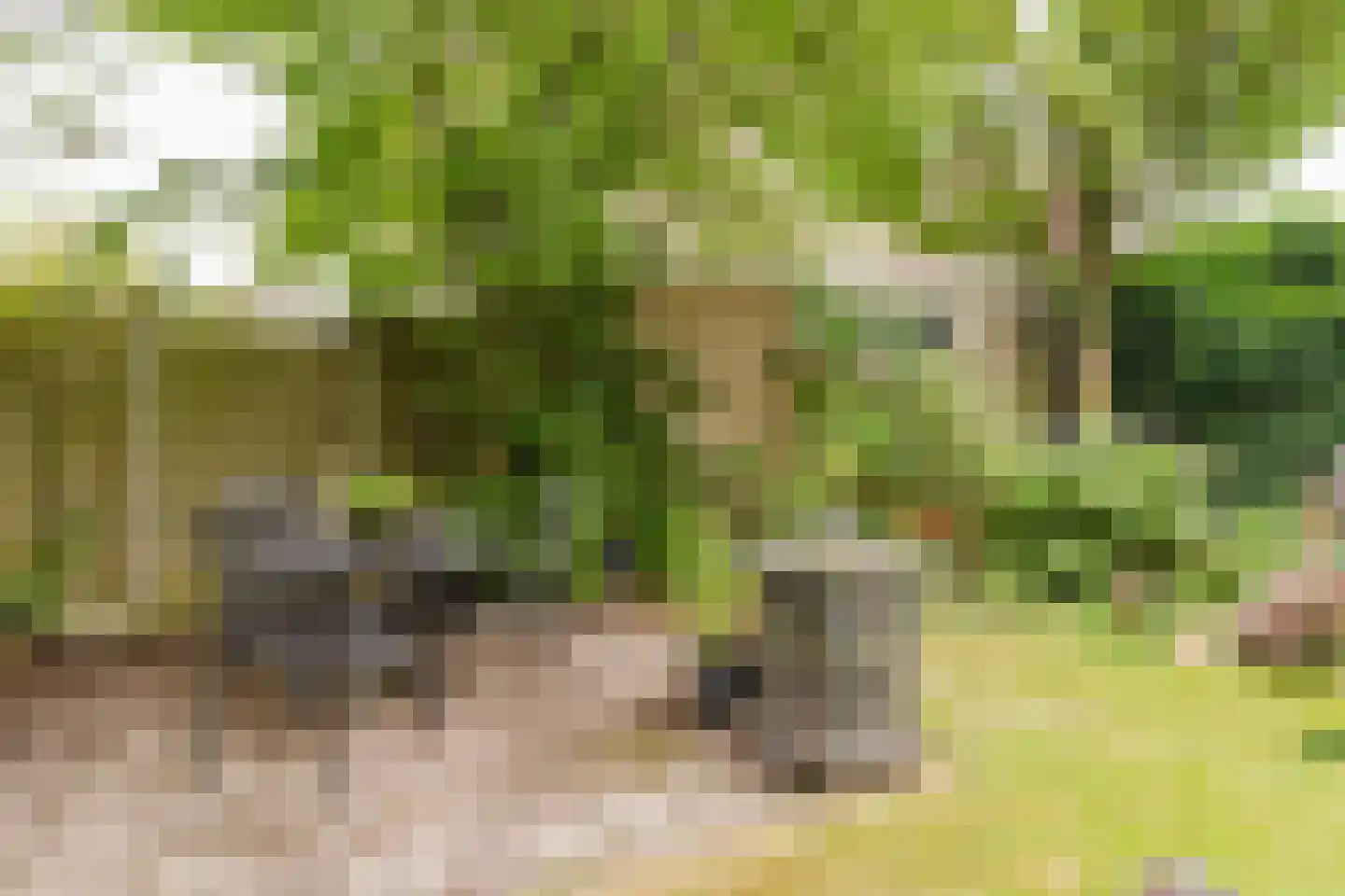 de Knobbe 17 Heino thumbnail 32