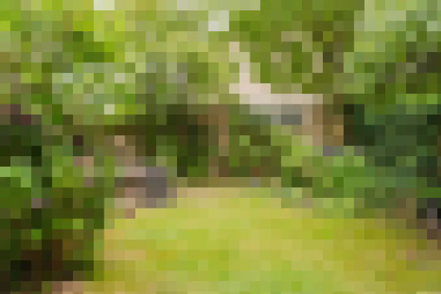 de Knobbe 17 Heino thumbnail 34