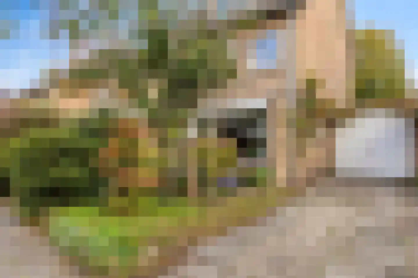 de Knobbe 6 Heino thumbnail 6