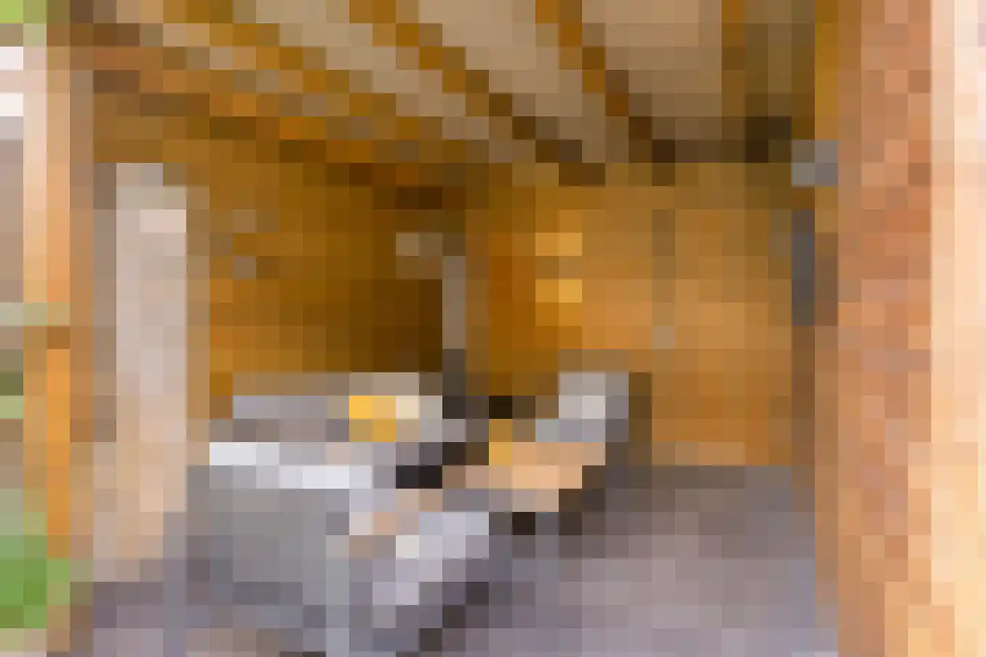 De Knolraap 10 Heesch thumbnail 36