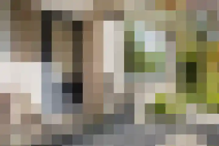 de Kolk 12 Oudebildtzijl thumbnail 27