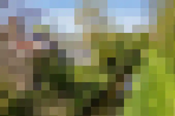 de Kolk 12 Oudebildtzijl thumbnail 35