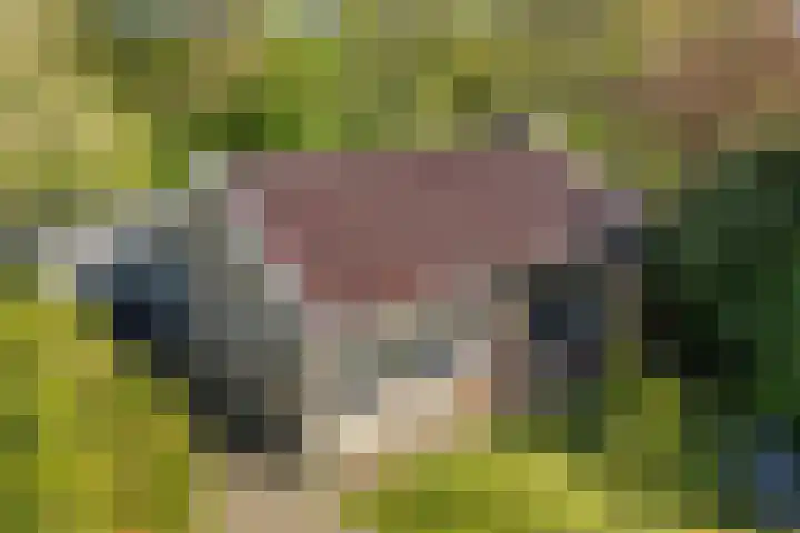de Kolk 12 Oudebildtzijl thumbnail 42