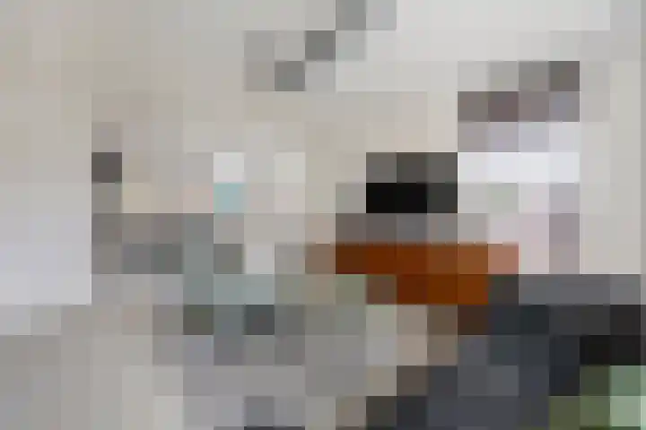 De Kolk 7 Swalmen thumbnail 5