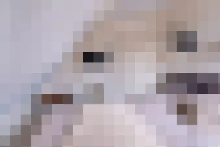 De Kolmar 1 Mantgum thumbnail 34