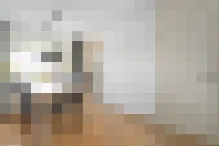 De Koningsvaren 100 Dedemsvaart thumbnail 12