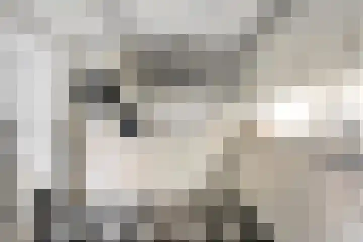De Koningsvaren 100 Dedemsvaart thumbnail 15