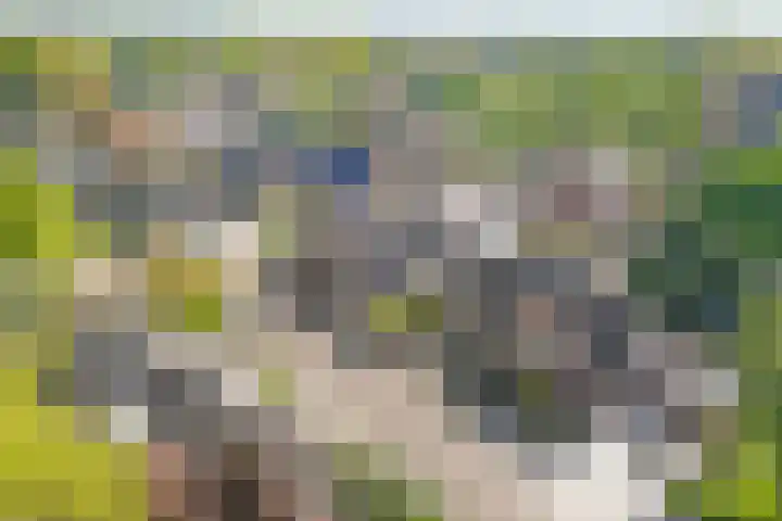 De Koningsvaren 100 Dedemsvaart thumbnail 35